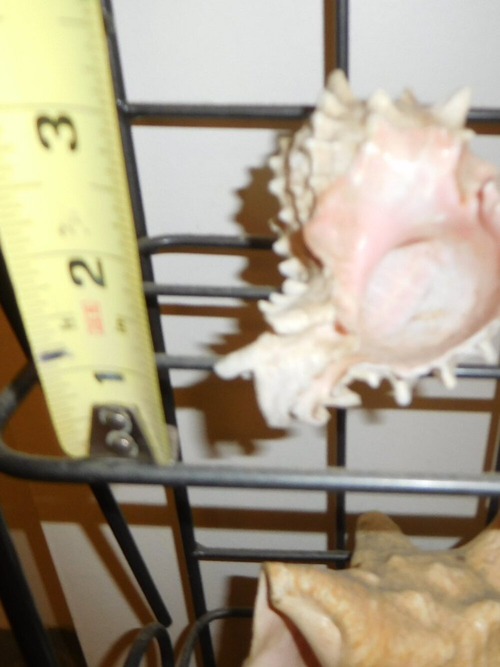 2-Decor Shells - Picture 4 of 4